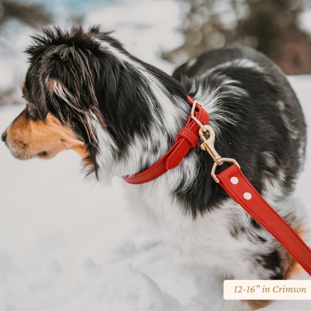 Genuine Canine dog collar, crimson 16-20”